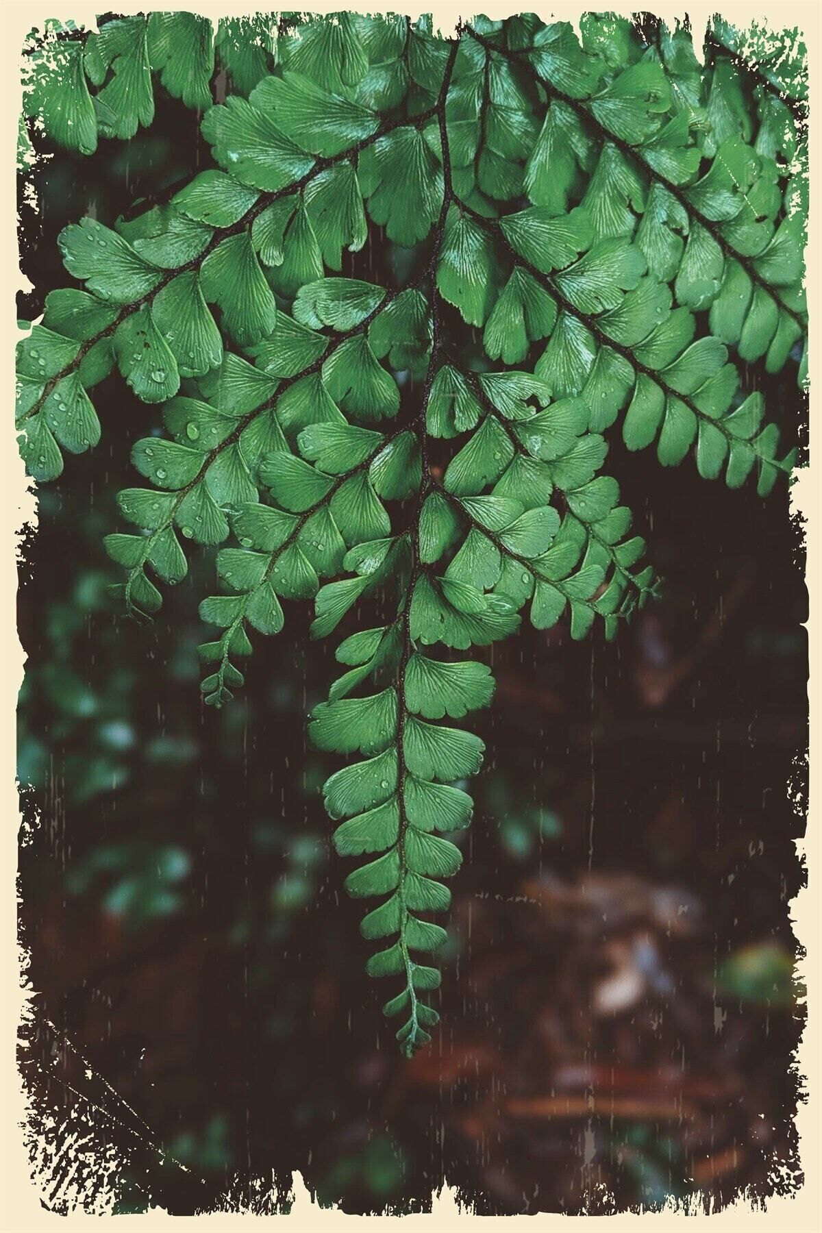 Yapraklar Duvar Dekorayonu Ahşap Poster