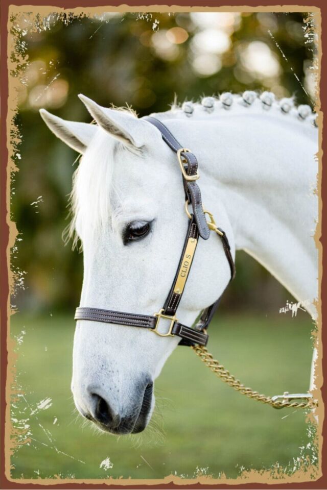 Beyaz At Görselli Retro Ahşap Poster.