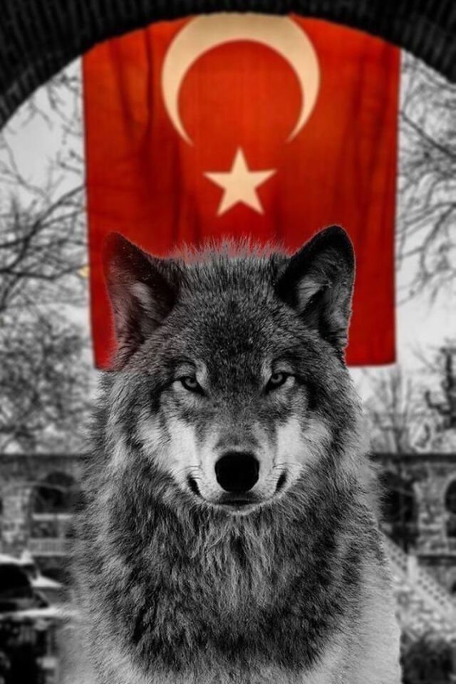 Kurt ve Türk Bayrağı Poster Retro 20x30 Ebat