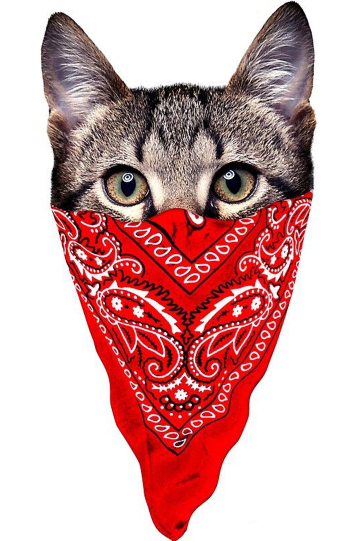 Asi Kedi Mdf Ahşap Poster 20x30