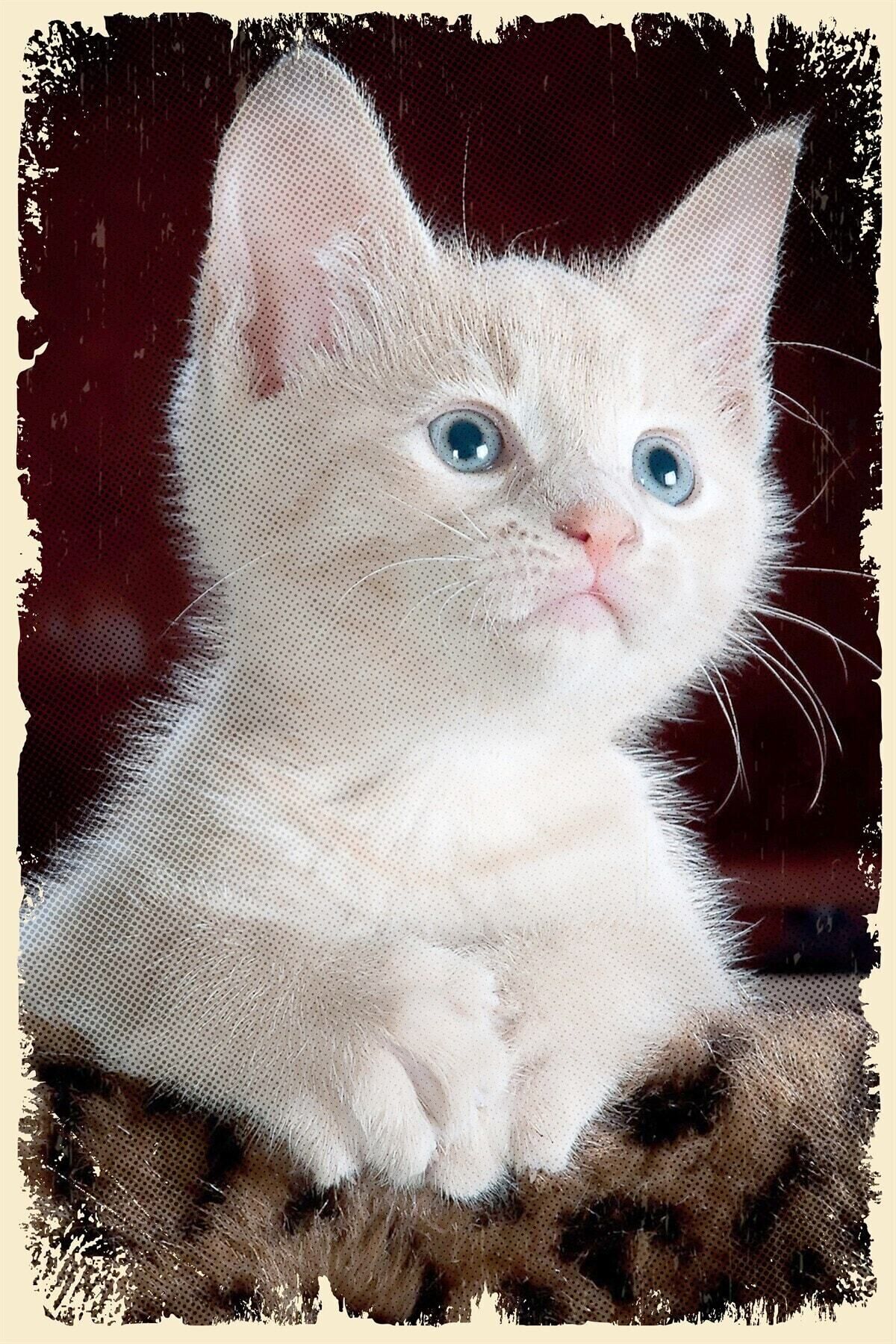 Kedi Pamuk Ahşap Poster