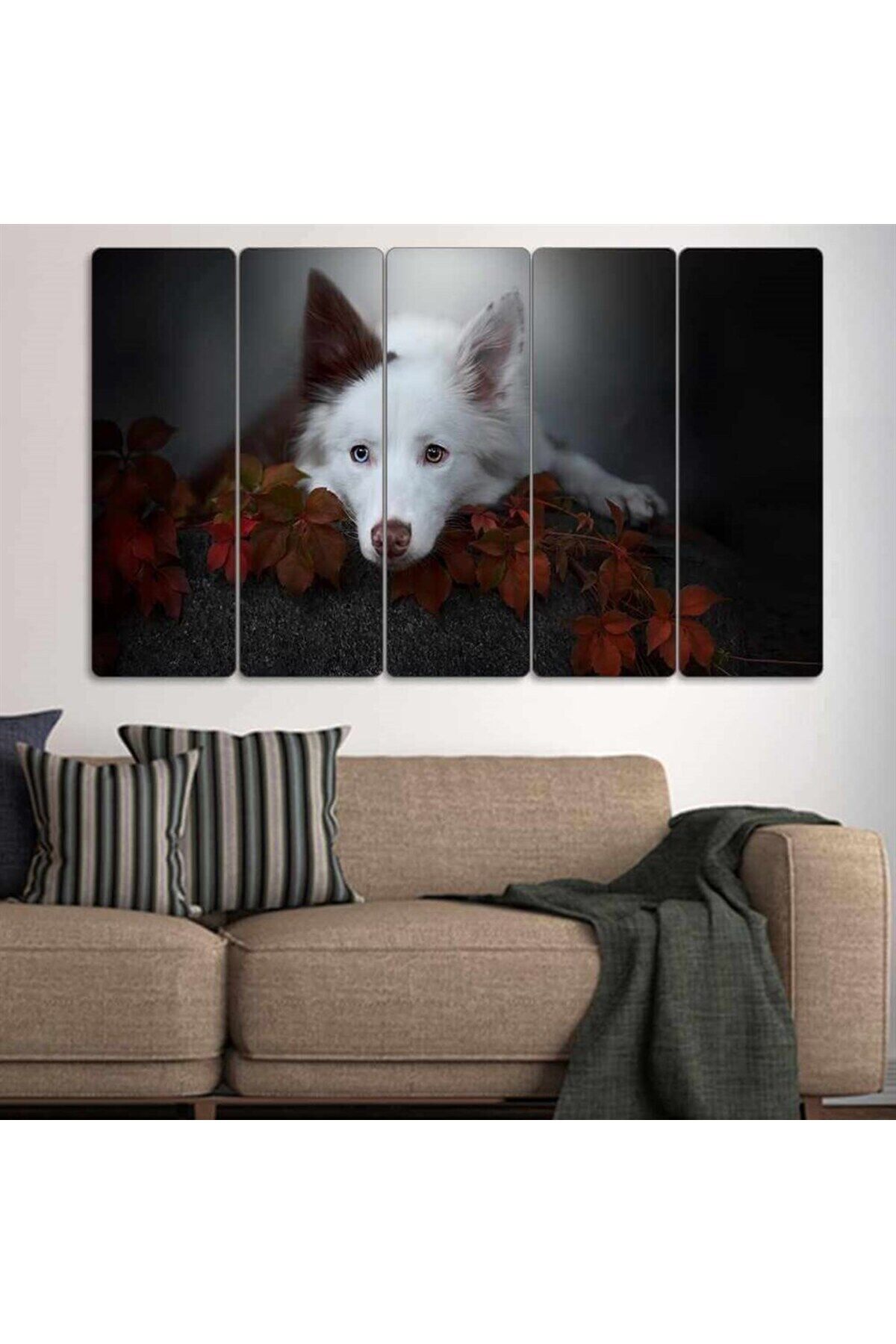 Kahverengi-Beyaz Border Collie, Köpek - 5 Parçalı Tablo