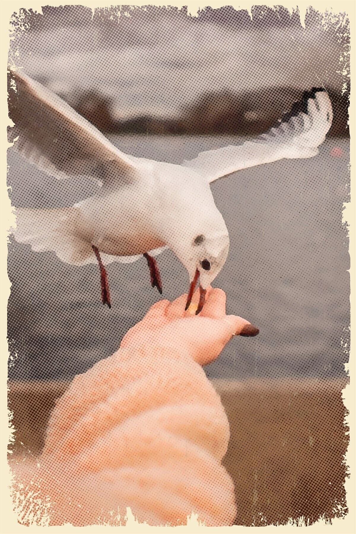 Martı Temalı Ahşap Poster