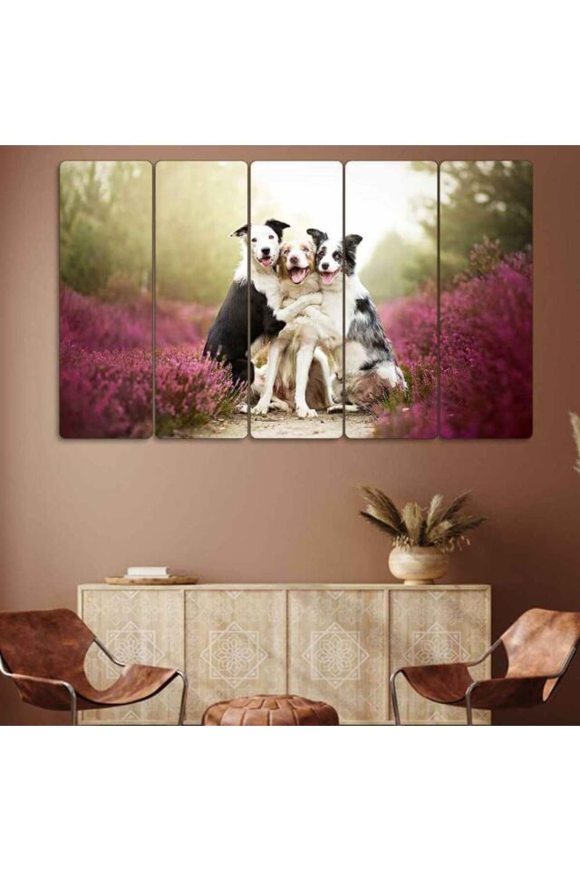 Köpekler, Border Collie Cinsleri - 5 Parçalı Tablo